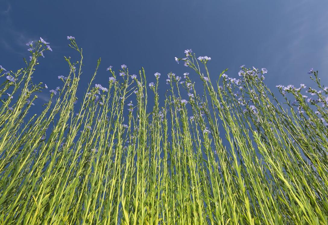 European Flax environmentally responsible ALLIANCE